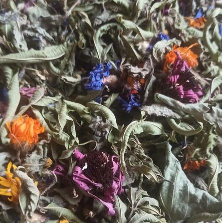 Le jardin d'Aloysia